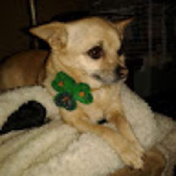 Meet your Posher, Lucky - Picture 1 of 2